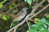 Regent Bowerbirdborder=